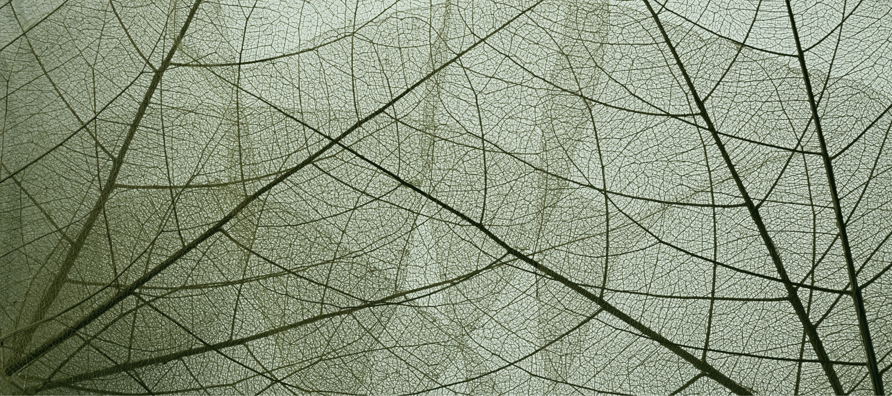 desktop-bg